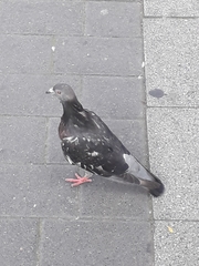 Columba livia domestica