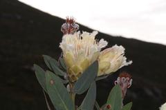 Protea mundii
