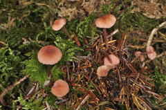 Mycena rosella