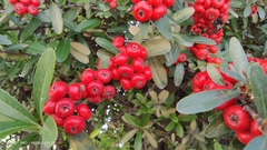 Pyracantha