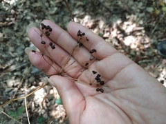 Smyrnium perfoliatum