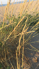Elymus farctus