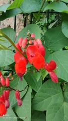 Pyracantha