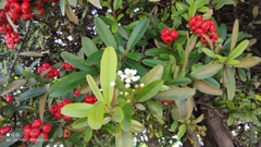 Pyracantha