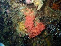 Melithaea rubra