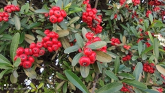 Pyracantha