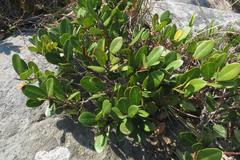 Apodytes abbottii