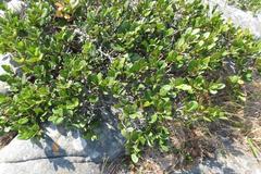Apodytes abbottii