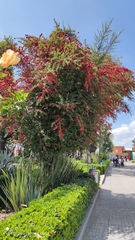 Pyracantha