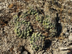 Coryphantha maiz-tablasensis