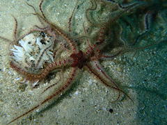 Ophiothrix fragilis