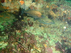 Pomadasys striatus