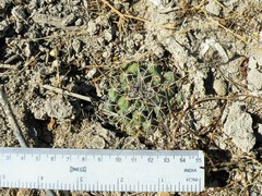 Coryphantha maiz-tablasensis