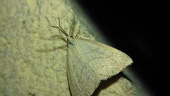 Polypogon tentacularia