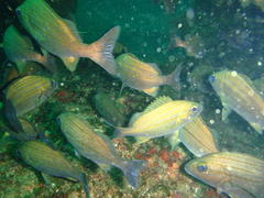 Pomadasys striatus
