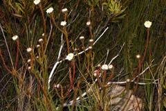 Leucadendron sorocephalodes