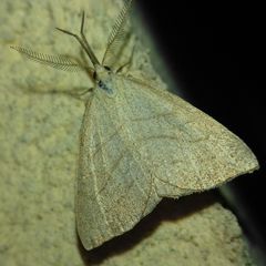 Polypogon tentacularia
