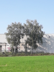 Betula pendula