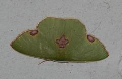 Lophorrhachia rubricorpus