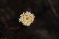 Leucadendron sorocephalodes