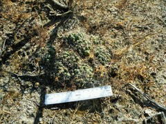 Coryphantha maiz-tablasensis