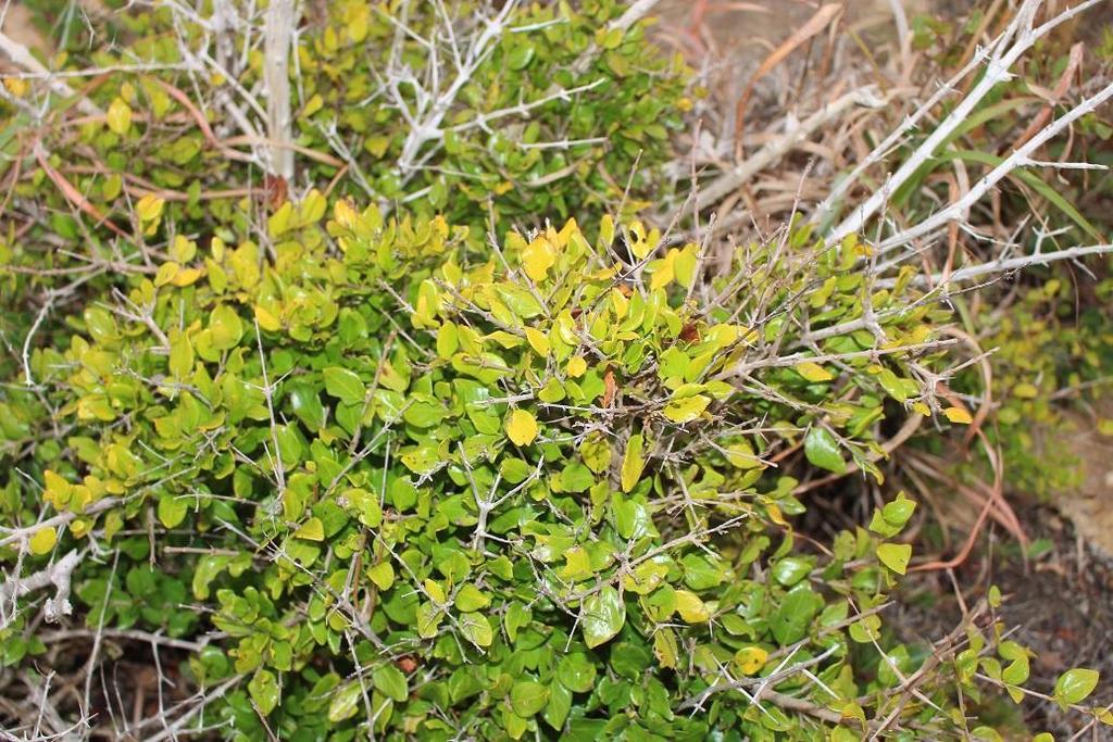 Pondo Turkeyberry