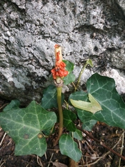 Arum elongatum