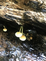 Hypholoma