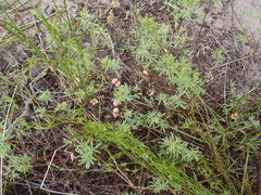 Indigofera verrucosa