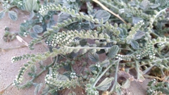 Heliotropium supinum