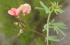 Indigofera verrucosa