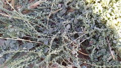 Heliotropium supinum