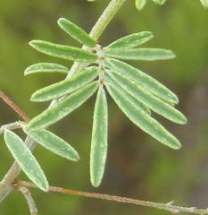 Indigofera verrucosa