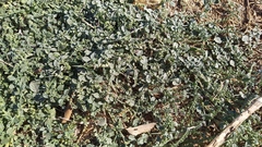 Heliotropium supinum