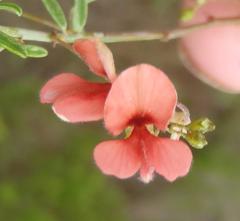 Indigofera verrucosa