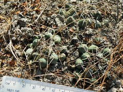 Coryphantha maiz-tablasensis