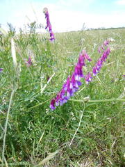 Vicia eriocarpa