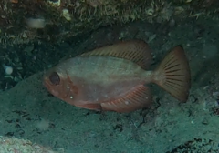 Heteropriacanthus carolinus