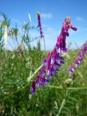 Vicia eriocarpa