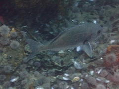 Pachymetopon blochii