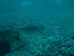 Pachymetopon blochii
