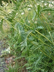 Achillea inundata
