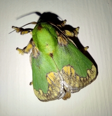 Parasa pastoralis