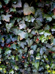 Hedera helix