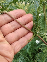 Achillea inundata