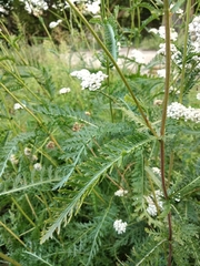 Achillea inundata