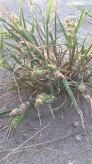 Cenchrus spinifex