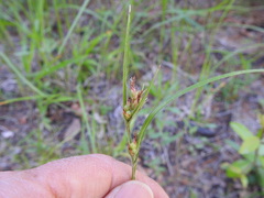 Scleria ciliata
