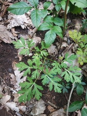 Physospermum cornubiense