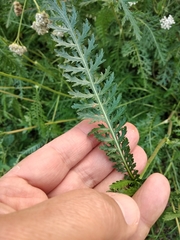 Achillea inundata